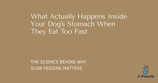 Dog eating from a bowl for an article about fast eating and digestion