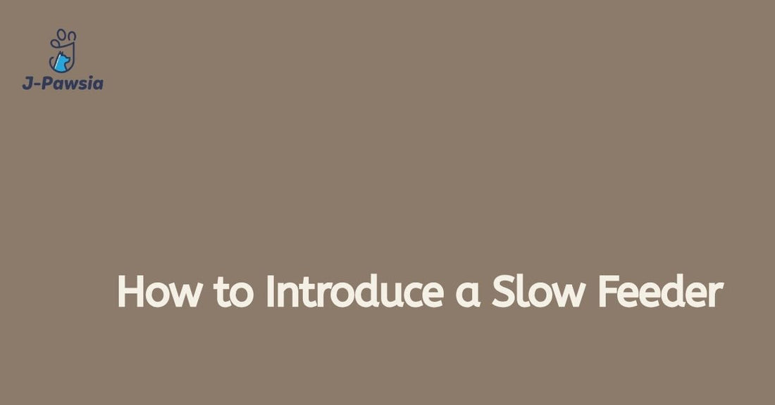 How to introduce a slow feeder bowl to your dog - blog cover