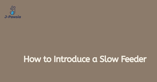 How to introduce a slow feeder bowl to your dog - blog cover